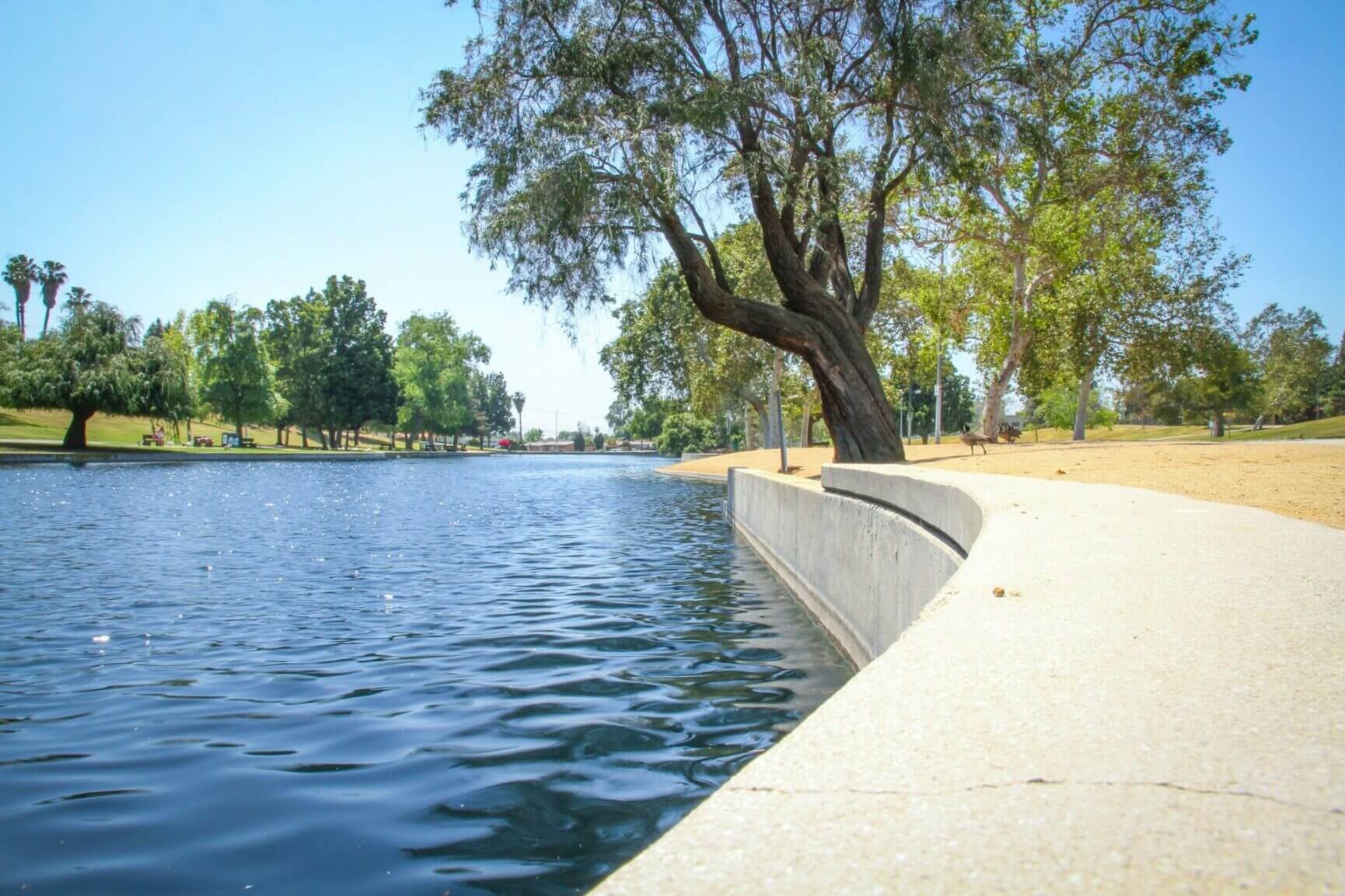 A tree leans over a concrete ledge by a tranquil urban lake on a sunny day.